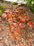 Suillus luteus image