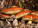Suillus luteus image