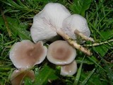 Clitocybe tarda image