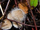 Spinellus fusiger image