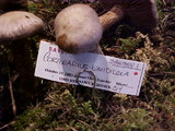 Cortinarius lucorum image