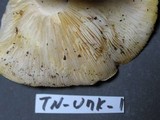 Tricholoma sulphurescens image
