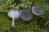 Cantharellula umbonata image