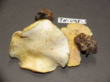 Tricholoma sulphurescens image