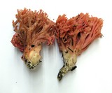 Ramaria araiospora image