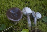 Lactarius pseudomucidus image