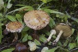 Suillus americanus image