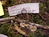 Crepidotus mollis image