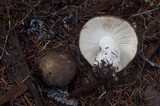 Russula occidentalis image