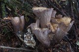 Gomphus clavatus image