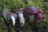 Gomphidius subroseus image