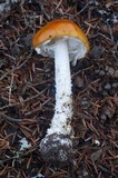 Amanita muscaria var. flavivolvata image