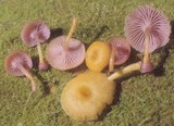 Chromosera cyanophylla image