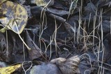 Typhula phacorrhiza image
