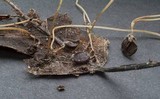 Typhula phacorrhiza image