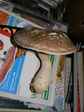 Lentinula edodes image