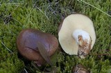 Suillus brevipes image