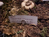 Geaster saccatum image