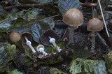 Psathyrella longistriata image