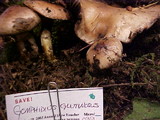 Gomphidius glutinosus image