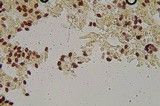Psathyrella longistriata image