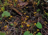 Mycena oregonensis image