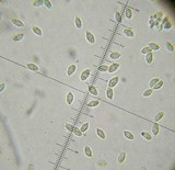 Mycena oregonensis image
