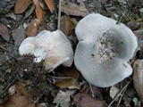 Clitopilus prunulus image
