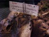 Gomphidius oregonensis image