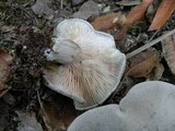 Clitopilus prunulus image