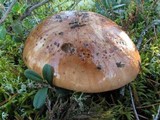 Tricholoma pessundatum image