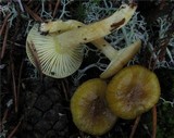 Hygrophorus hypothejus image