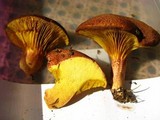 Phylloporus rhodoxanthus image