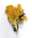 Ramaria gelatinosa image