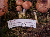 Gomphidius subroseus image