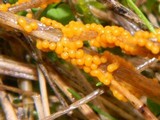 Physarum cinereum image