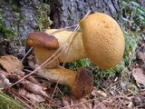 Gymnopilus ventricosus image
