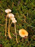 Rickenella fibula image