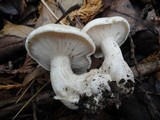 Clitocybe robusta image