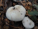 Clitocybe robusta image