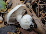 Clitocybe robusta image