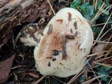 Cortinarius rufo-olivaceus image