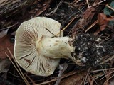 Cortinarius rufo-olivaceus image