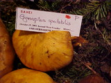 Gymnopilus ventricosus image