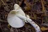 Amanita citrina f. lavendula image
