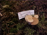 Gymnopus confluens image