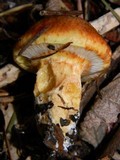 Suillus caerulescens image