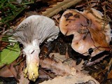 Gomphidius oregonensis image