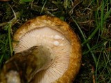 Lactarius turpis image