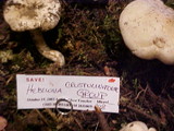 Hebeloma crustuliniforme image